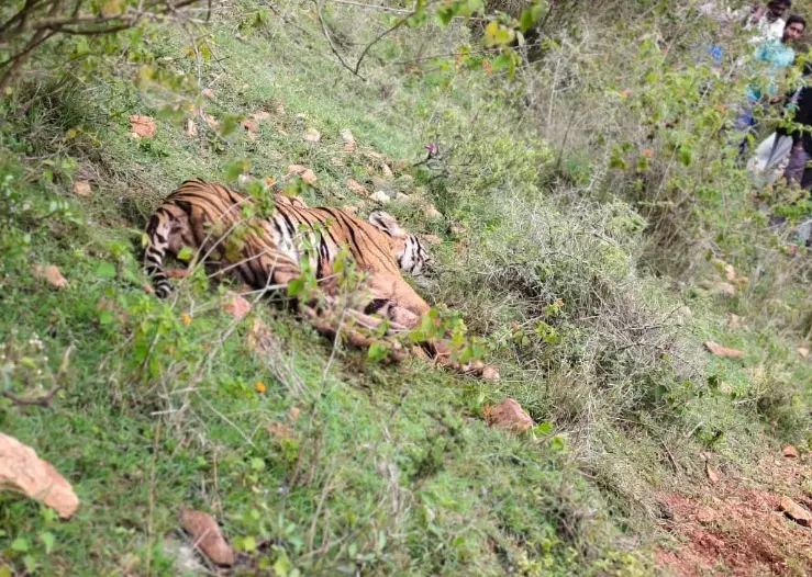 ಚಾಮರಾಜನಗರ: ಗಾಯಗೊಂಡ ಸ್ಥಿತಿಯಲ್ಲಿ ಹುಲಿ ಪತ್ತೆ