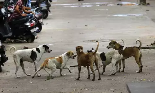 ಬೀದಿನಾಯಿಗಳ ಮೇಲಿರುವ ದಯೆ, ಮನುಷ್ಯರ ಮೇಲೆ ಯಾಕಿಲ್ಲ?