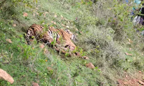 ಚಾಮರಾಜನಗರ: ಗಾಯಗೊಂಡ ಸ್ಥಿತಿಯಲ್ಲಿ ಹುಲಿ ಪತ್ತೆ