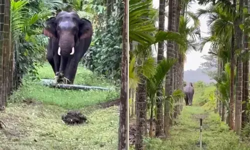 ಶಿವಮೊಗ್ಗ | ಸಕ್ರೆಬೈಲ್ ಸುತ್ತಮುತ್ತ ಮತ್ತೆ ಕಾಡಾನೆ ಪ್ರತ್ಯಕ್ಷ