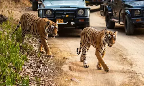 ರಾಜಸ್ಥಾನ | ರಣತಂಬೋರ್ ಹುಲಿ ಸಫಾರಿ ನಡುವೆ ಕಾಡಿನ ಮಧ್ಯದಲ್ಲೇ ಪ್ರವಾಸಿಗರನ್ನು ಬಿಟ್ಟು ತೆರಳಿದ ಗೈಡ್!