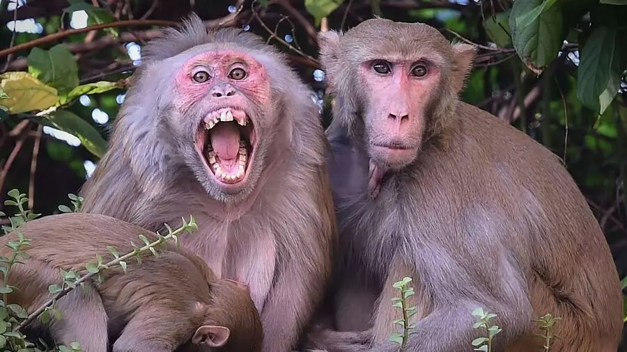 ಬಿಹಾರ |ಕೋತಿಗಳ ದಾಳಿಗೆ ವ್ಯಕ್ತಿ ಮೃತ್ಯು