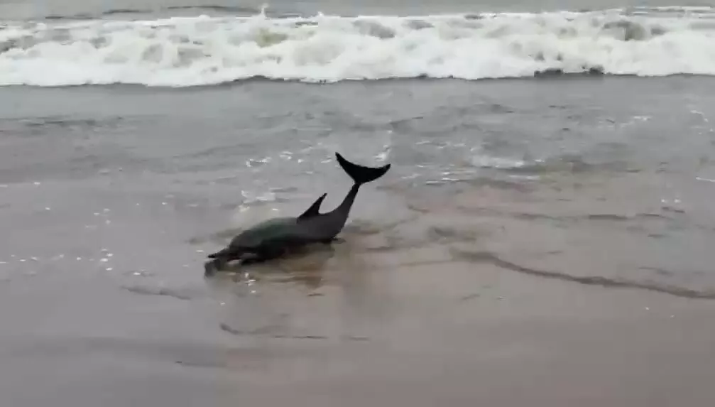 ಕಾರವಾರ | ದೇವಬಾಗದಲ್ಲಿ ಅಲೆಗಳ ರಭಸಕ್ಕೆ ಕಡಲ ತೀರಕ್ಕೆ ಬಂದಿದ್ದ ಡಾಲ್ಫಿನ್ ರಕ್ಷಣೆ