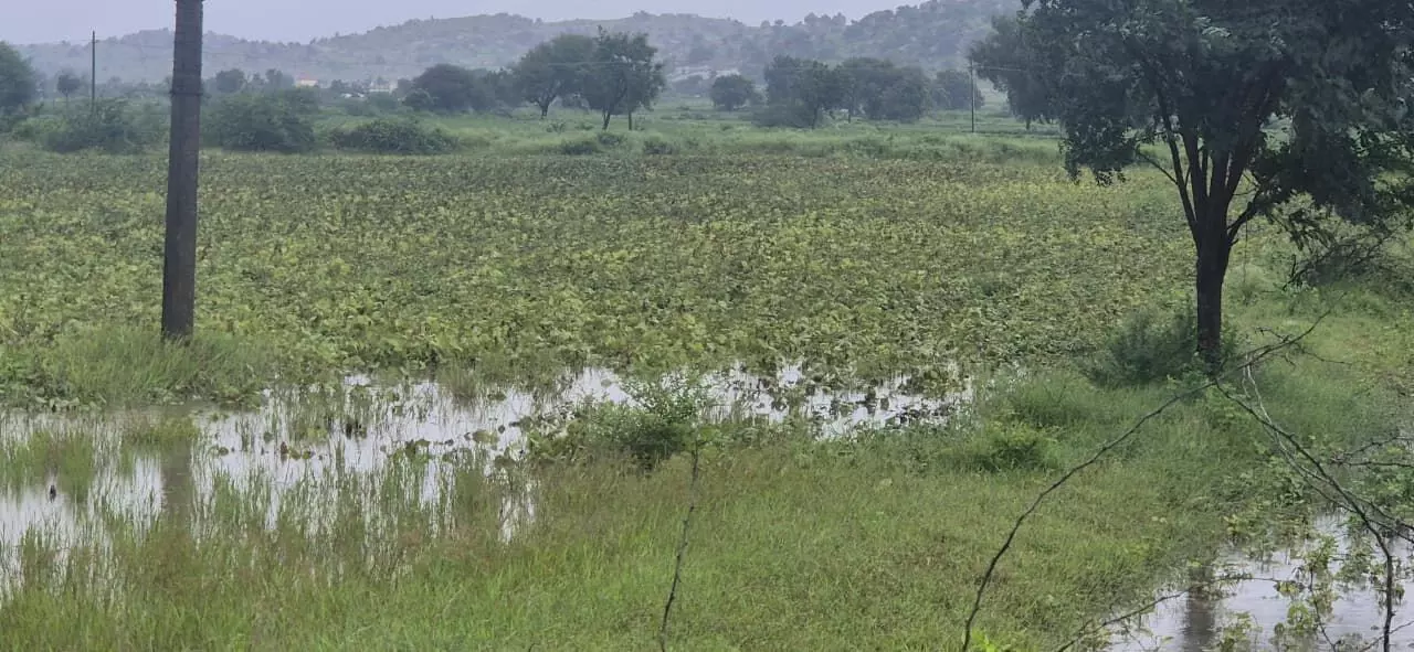 ಯಾದಗಿರಿ | ಸತತ ಮಳೆಯಿಂದ ರೈತರ ಬೆಳೆ ಹಾನಿ : ಸಮೀಕ್ಷೆ ನಡೆಸಿ ಪರಿಹಾರ ನೀಡುವಂತೆ ಕರ್ನಾಟಕ ರಕ್ಷಣಾ ವೇದಿಕೆ ಆಗ್ರಹ