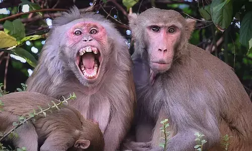 ಬಿಹಾರ |ಕೋತಿಗಳ ದಾಳಿಗೆ ವ್ಯಕ್ತಿ ಮೃತ್ಯು