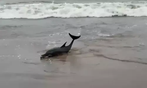 ಕಾರವಾರ | ದೇವಬಾಗದಲ್ಲಿ ಅಲೆಗಳ ರಭಸಕ್ಕೆ ಕಡಲ ತೀರಕ್ಕೆ ಬಂದಿದ್ದ ಡಾಲ್ಫಿನ್ ರಕ್ಷಣೆ