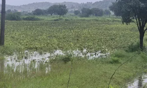 ಯಾದಗಿರಿ | ಸತತ ಮಳೆಯಿಂದ ರೈತರ ಬೆಳೆ ಹಾನಿ : ಸಮೀಕ್ಷೆ ನಡೆಸಿ ಪರಿಹಾರ ನೀಡುವಂತೆ ಕರ್ನಾಟಕ ರಕ್ಷಣಾ ವೇದಿಕೆ ಆಗ್ರಹ
