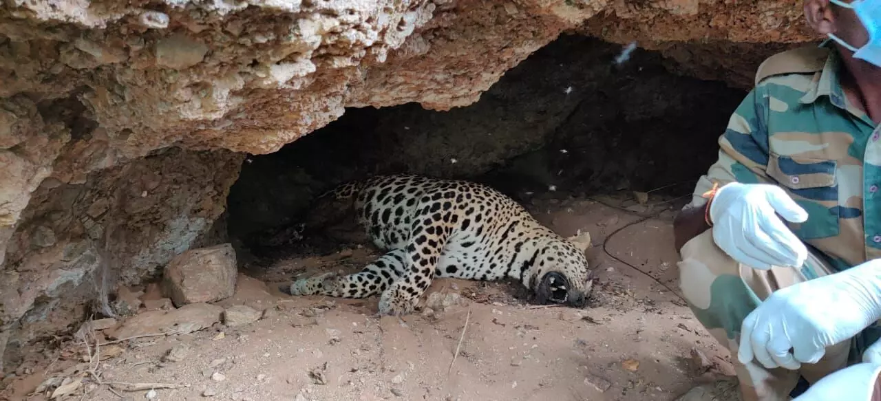 ಹನೂರು | ಕಾವೇರಿ ವನ್ಯಜೀವಿಧಾಮದ ಮೇಕೆದಾಟು ಬಳಿ ಚಿರತೆ ಸಾವು