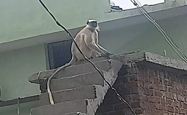 ಕಲಬುರಗಿ | ಮಂಗಗಳಿಂದ ದಾಳಿ : ನಾಲ್ವರಿಗೆ ಗಂಭೀರ ಗಾಯ