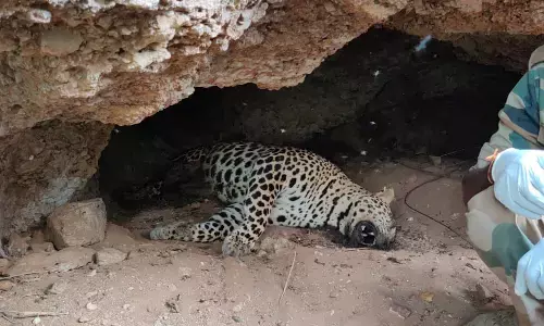 ಹನೂರು | ಕಾವೇರಿ ವನ್ಯಜೀವಿಧಾಮದ ಮೇಕೆದಾಟು ಬಳಿ ಚಿರತೆ ಸಾವು