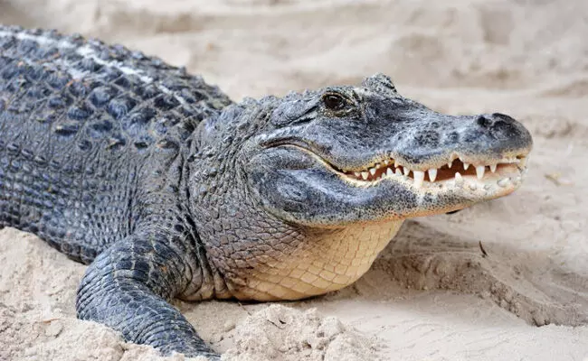 ಉತ್ತರ ಪ್ರದೇಶ | ಮೊಸಳೆಯಿಂದ ಪತಿಯನ್ನು ರಕ್ಷಿಸಿದ ಪತ್ನಿ