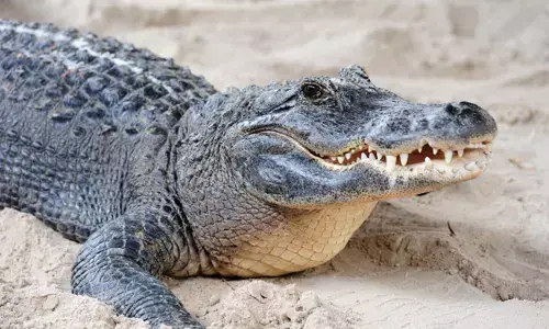 ಉತ್ತರ ಪ್ರದೇಶ | ಮೊಸಳೆಯಿಂದ ಪತಿಯನ್ನು ರಕ್ಷಿಸಿದ ಪತ್ನಿ