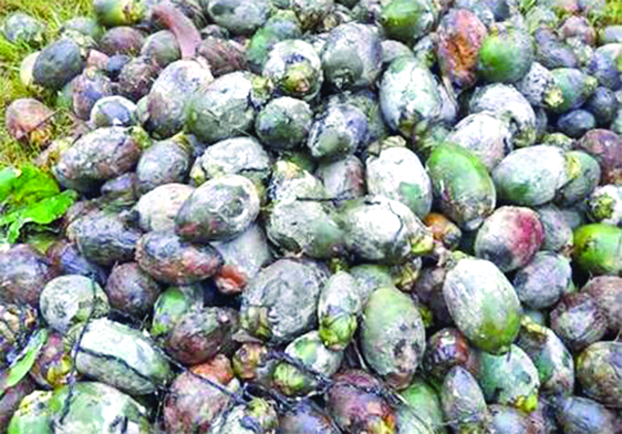 ತೀವ್ರಗೊಂಡ ಅಡಿಕೆ ಕೊಳೆರೋಗ