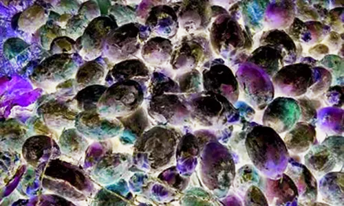 ತೀವ್ರಗೊಂಡ ಅಡಿಕೆ ಕೊಳೆರೋಗ