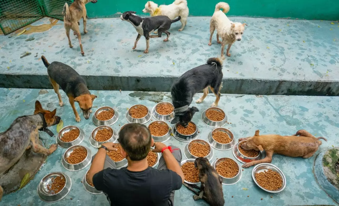 ಸಾರ್ವಜನಿಕ ಸ್ಥಳಗಳಲ್ಲಿ ಬೀದಿ ನಾಯಿಗಳಿಗೆ ಆಹಾರ ನೀಡುವಂತಿಲ್ಲ: ತನ್ನ ಆದೇಶ ಮಾರ್ಪಾಡು ಮಾಡಿದ ಸುಪ್ರೀಂ ಕೋರ್ಟ್ ಹೇಳಿದ್ದೇನು?