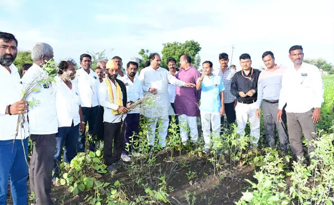 ಕಲಬುರಗಿ| ಬೆಳೆಹಾನಿ ಪ್ರದೇಶಗಳಿಗೆ ಶಾಸಕ ಅಲ್ಲಂಪ್ರಭು ಪಾಟೀಲ್ ಭೇಟಿ : ಪರಿಶೀಲನೆ ಕಲಬುರಗಿ| ಬೆಳೆಹಾನಿ ಪ್ರದೇಶಗಳಿಗೆ ಶಾಸಕ ಅಲ್ಲಂಪ್ರಭು ಪಾಟೀಲ್ ಭೇಟಿ : ಪರಿಶೀಲನೆ