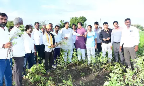 ಕಲಬುರಗಿ| ಬೆಳೆಹಾನಿ ಪ್ರದೇಶಗಳಿಗೆ ಶಾಸಕ ಅಲ್ಲಂಪ್ರಭು ಪಾಟೀಲ್‌ ಭೇಟಿ : ಪರಿಶೀಲನೆ