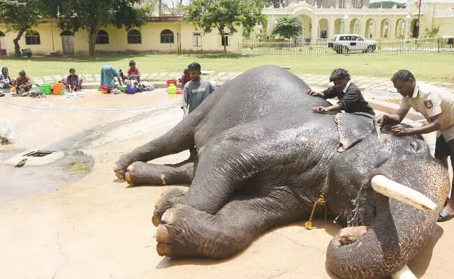 ಅರಮನೆ ಅಂಗಳದಲ್ಲಿ ಸ್ವಚ್ಛಂದವಾಗಿ ವಿರಮಿಸುತ್ತಿರುವ ದಸರಾ ಗಜಪಡೆ ಅರಮನೆ ಅಂಗಳದಲ್ಲಿ ಸ್ವಚ್ಛಂದವಾಗಿ ವಿರಮಿಸುತ್ತಿರುವ ದಸರಾ ಗಜಪಡೆ