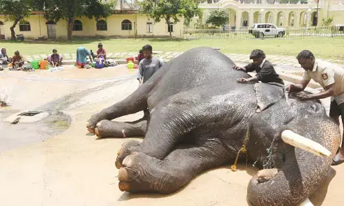 ಅರಮನೆ ಅಂಗಳದಲ್ಲಿ ಸ್ವಚ್ಛಂದವಾಗಿ ವಿರಮಿಸುತ್ತಿರುವ ದಸರಾ ಗಜಪಡೆ