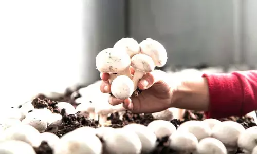 ಅಣಬೆಗೆ ಮಾರುಕಟ್ಟೆಯಲ್ಲಿ ಹೆಚ್ಚಿದ ಬೇಡಿಕೆ