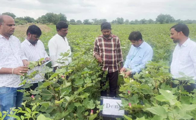 ಕಲಬುರಗಿ | ಸಮಸ್ಯಾತ್ಮಕ ರೈತರ ಕ್ಷೇತ್ರಗಳಿಗೆ ಕೃಷಿ ವಿಜ್ಞಾನಿಗಳ ಭೇಟಿ ಕಲಬುರಗಿ | ಸಮಸ್ಯಾತ್ಮಕ ರೈತರ ಕ್ಷೇತ್ರಗಳಿಗೆ ಕೃಷಿ ವಿಜ್ಞಾನಿಗಳ ಭೇಟಿ