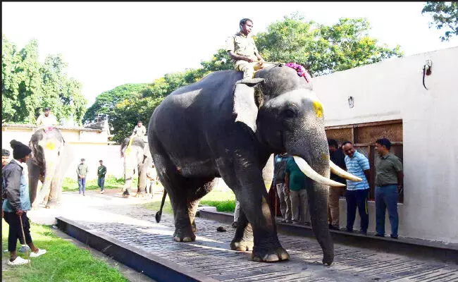 ʼದಸರಾʼ ಗಜಪಡೆಗಳ ತೂಕ ಪರೀಕ್ಷೆ : ಸುಗ್ರೀವ ಬಲಶಾಲಿ ʼದಸರಾʼ ಗಜಪಡೆಗಳ ತೂಕ ಪರೀಕ್ಷೆ : ಸುಗ್ರೀವ ಬಲಶಾಲಿ