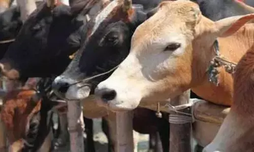 ಗೋಹತ್ಯೆ ಸಾರ್ವಜನಿಕ ಶಾಂತಿಯ ಮೇಲೆ ಗಂಭೀರ ಪರಿಣಾಮ ಬೀರಬಹುದು: ಪಂಜಾಬ್-ಹರ್ಯಾಣ ಹೈಕೋರ್ಟ್