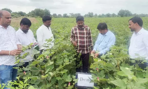 ಕಲಬುರಗಿ | ಸಮಸ್ಯಾತ್ಮಕ ರೈತರ ಕ್ಷೇತ್ರಗಳಿಗೆ ಕೃಷಿ ವಿಜ್ಞಾನಿಗಳ ಭೇಟಿ