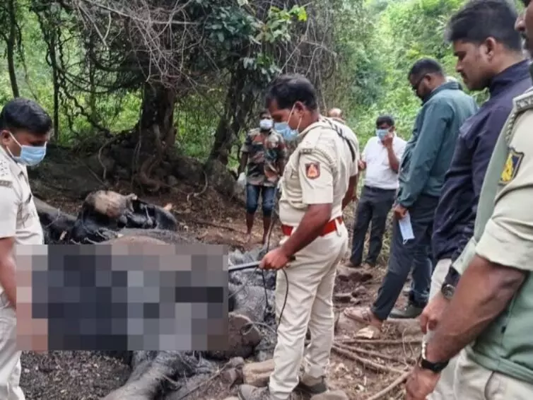 ಕೊಳ್ಳೇಗಾಲ | ವಡಕೆಹಳ್ಳ ಅರಣ್ಯ ಪ್ರದೇಶದಲ್ಲಿ ಕಾಡಾನೆಯ ಕಳೇಬರ ಪತ್ತೆ