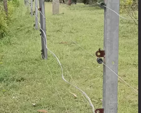 ಗುಂಡ್ಲುಪೇಟೆ | ರೇಜರ್ ಬ್ಲೇಡ್ ನಿಂದ ತಂತಿ ಬೇಲಿ ನಿರ್ಮಾಣ ; ಕ್ರಮಕ್ಕೆ ಆಗ್ರಹ