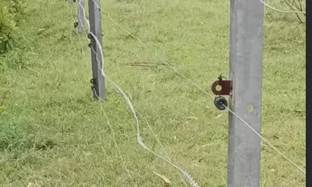 ಗುಂಡ್ಲುಪೇಟೆ | ರೇಜರ್ ಬ್ಲೇಡ್ ನಿಂದ ತಂತಿ ಬೇಲಿ ನಿರ್ಮಾಣ ; ಕ್ರಮಕ್ಕೆ ಆಗ್ರಹ