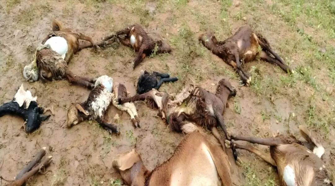 ಮುದ್ದೇಬಿಹಾಳ  | ತೋಳಗಳ ದಾಳಿಗೆ 10 ಕುರಿಗಳು ಬಲಿ