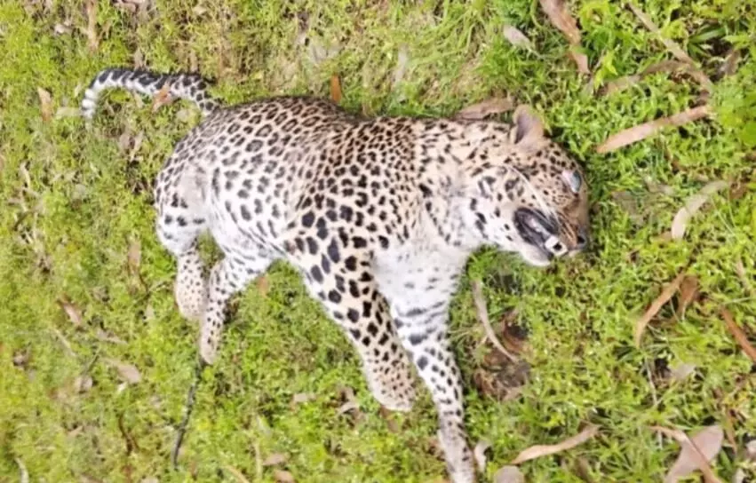 ಶಿಕಾರಿಪುರ | ಚಿರತೆಯ ಕಳೇಬರ ಪತ್ತೆ