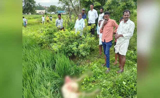ರಾಯಚೂರು | ಡಿ.ರಾಂಪೂರು ಗ್ರಾಮದಲ್ಲಿ ಮತ್ತೆ ಚಿರತೆ ಪ್ರತ್ಯಕ್ಷ : ಕರುವಿನ ಮೇಲೆ ದಾಳಿ ರಾಯಚೂರು | ಡಿ.ರಾಂಪೂರು ಗ್ರಾಮದಲ್ಲಿ ಮತ್ತೆ ಚಿರತೆ ಪ್ರತ್ಯಕ್ಷ : ಕರುವಿನ ಮೇಲೆ ದಾಳಿ