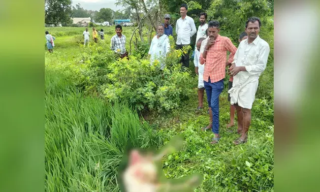 ರಾಯಚೂರು | ಡಿ.ರಾಂಪೂರು ಗ್ರಾಮದಲ್ಲಿ ಮತ್ತೆ ಚಿರತೆ ಪ್ರತ್ಯಕ್ಷ : ಕರುವಿನ ಮೇಲೆ ದಾಳಿ