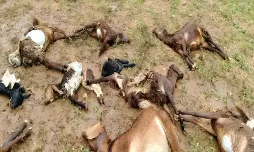 ಮುದ್ದೇಬಿಹಾಳ  | ತೋಳಗಳ ದಾಳಿಗೆ 10 ಕುರಿಗಳು ಬಲಿ