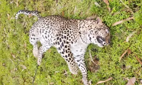 ಶಿಕಾರಿಪುರ | ಚಿರತೆಯ ಕಳೇಬರ ಪತ್ತೆ