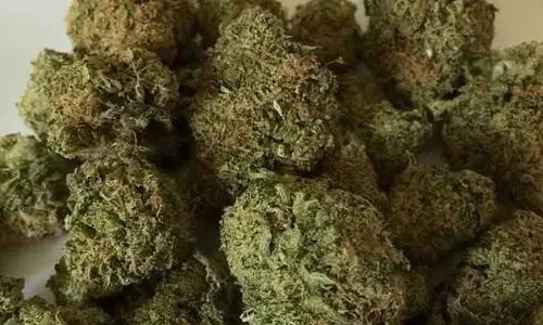 ಉತ್ತರ ಪ್ರದೇಶ: 24 ಕೋ.ರೂ. ಮೌಲ್ಯದ ಗಾಂಜಾ ವಶ; ಇಬ್ಬರ ಬಂಧನ