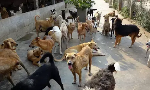 ಕೇರಳ | ನಾಯಿಗಳ ಅಕ್ರಮ ಸಾಕಾಣಿಕೆ ಮತ್ತು ಮಾರಾಟದ ಆರೋಪ; 8 ವರ್ಷದ ಪುತ್ರ ಹಾಗೂ 26 ಶ್ವಾನಗಳನ್ನು ತೊರೆದು ವ್ಯಕ್ತಿ ನಾಪತ್ತೆ!