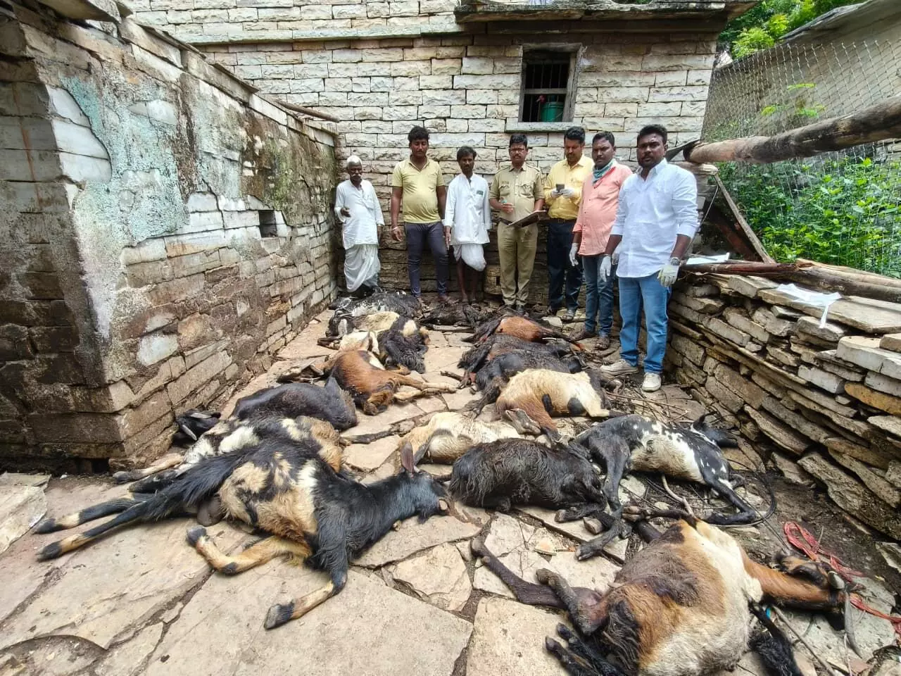 ಚಿತ್ತಾಪುರ | ನಿರಂತರ ಮಳೆಗೆ ಕೊಟ್ಟಿಗೆ ಕುಸಿದು 18 ಮೇಕೆಗಳು ಸಾವು