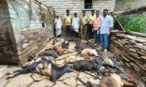 ಚಿತ್ತಾಪುರ | ನಿರಂತರ ಮಳೆಗೆ ಕೊಟ್ಟಿಗೆ ಕುಸಿದು 18 ಮೇಕೆಗಳು ಸಾವು