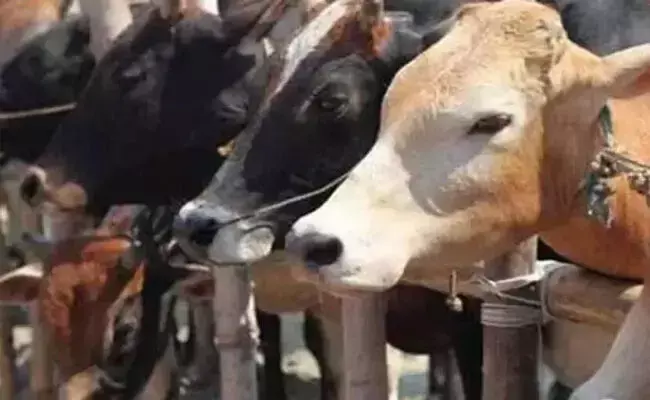 ಸಂಪಾದಕೀಯ | ದೇಶದ ರೈತರನ್ನು ಸಮಸ್ಯೆಯಾಗಿ ಕಾಡುತ್ತಿರುವ ನಕಲಿ ಗೋರಕ್ಷಕರು