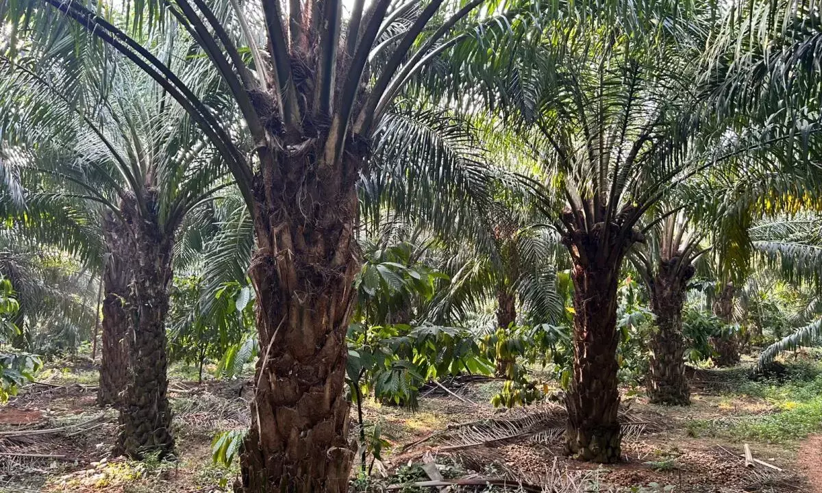 ಉಡುಪಿ ಜಿಲ್ಲೆಯ 200ಕ್ಕೂ ಅಧಿಕ ಕೃಷಿಕರಿಂದ ತಾಳೆ ಬೆಳೆ: ವರ್ಷವಿಡೀ ಇಳುವರಿಯಿಂದ ಲಾಭ