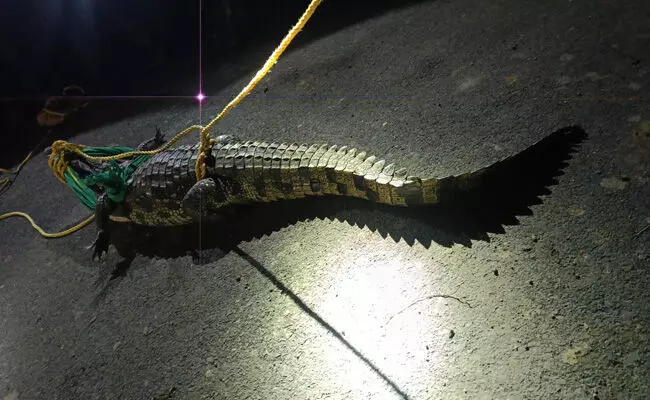 ಕಲಬುರಗಿ | ಮೊಸಳೆ ಹಿಡಿದು ಅರಣ್ಯ ಇಲಾಖೆಗೆ ಒಪ್ಪಿಸಿದ ಗ್ರಾಮಸ್ಥರು