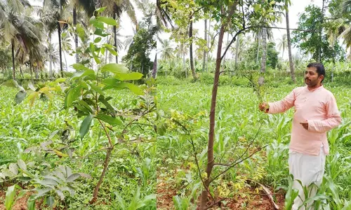 ಮೇಲಾಜಿಪುರದ ಶಿವಬಸವ ಸ್ವಾಮೀಜಿಯ ಸಾವಯವ ಕೃಷಿ