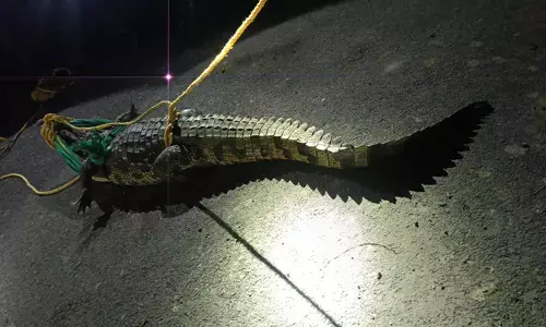 ಕಲಬುರಗಿ | ಮೊಸಳೆ ಹಿಡಿದು ಅರಣ್ಯ ಇಲಾಖೆಗೆ ಒಪ್ಪಿಸಿದ ಗ್ರಾಮಸ್ಥರು