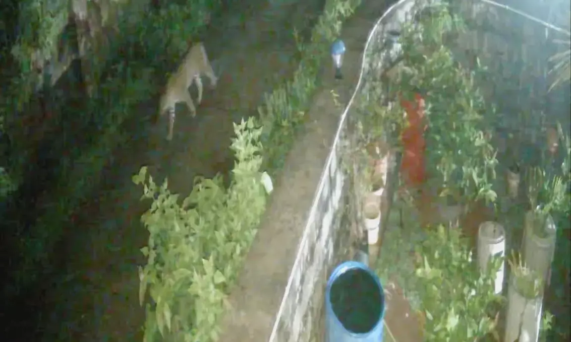 ಕುಂಭಾಶಿ ಭಾಗದಲ್ಲಿ ಚಿರತೆ ಕಾಟ: ಬೋನು ಇಟ್ಟ ಅರಣ್ಯ ಇಲಾಖೆ