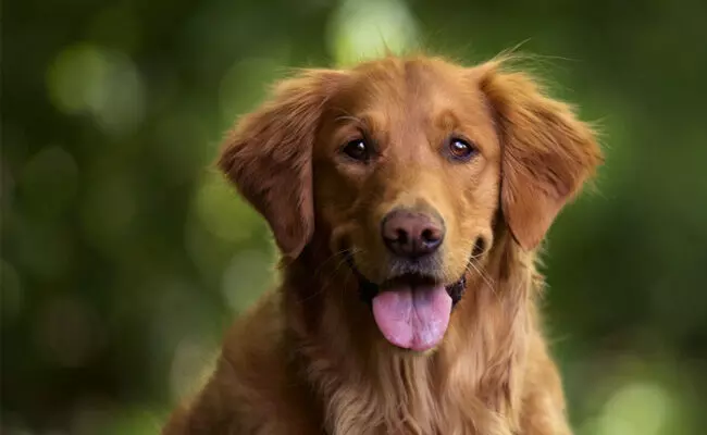 ಸರಕಾರಿ ಆಸ್ಪತ್ರೆಯ ಬಳಿ ಶಿರಶ್ಛೇದಗೊಂಡ ಶಿಶುವಿನ ರುಂಡ ಕೊಂಡೊಯ್ಯುತ್ತಿದ್ದ ನಾಯಿ: ಪಂಜಾಬ್ ಸರಕಾರಕ್ಕೆ ಮಾನವ ಹಕ್ಕುಗಳ ಆಯೋಗ ನೋಟಿಸ್ ಸರಕಾರಿ ಆಸ್ಪತ್ರೆಯ ಬಳಿ ಶಿರಶ್ಛೇದಗೊಂಡ ಶಿಶುವಿನ ರುಂಡ ಕೊಂಡೊಯ್ಯುತ್ತಿದ್ದ ನಾಯಿ: ಪಂಜಾಬ್ ಸರಕಾರಕ್ಕೆ ಮಾನವ ಹಕ್ಕುಗಳ ಆಯೋಗ ನೋಟಿಸ್