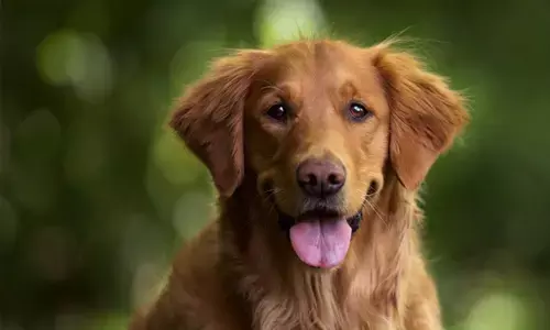 ಸರಕಾರಿ ಆಸ್ಪತ್ರೆಯ ಬಳಿ ಶಿರಶ್ಛೇದಗೊಂಡ ಶಿಶುವಿನ ರುಂಡ ಕೊಂಡೊಯ್ಯುತ್ತಿದ್ದ ನಾಯಿ: ಪಂಜಾಬ್ ಸರಕಾರಕ್ಕೆ ಮಾನವ ಹಕ್ಕುಗಳ ಆಯೋಗ ನೋಟಿಸ್