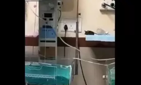 ಮಧ್ಯಪ್ರದೇಶ: ಇಲಿ ಕಡಿತದಿಂದ ಮತ್ತೊಂದು ಶಿಶು ಮೃತ್ಯು